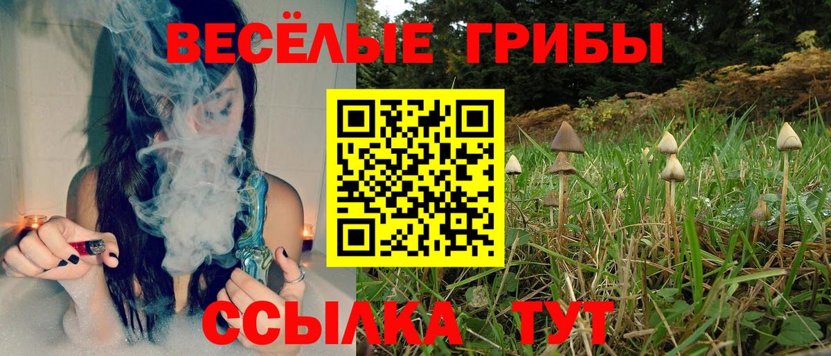 Псилоцибиновые грибы Черняховск